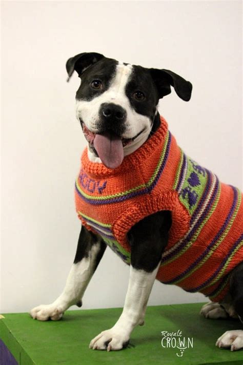 pitbull sweater